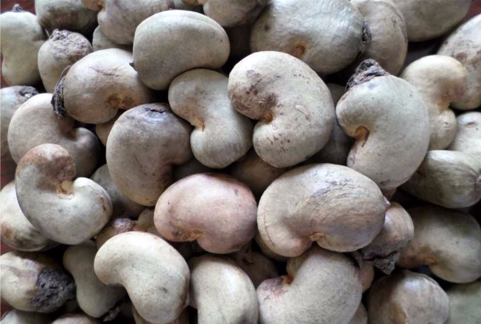Raw Cashew Nuts For Sale