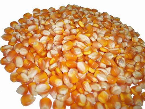 Yellow Corn For Animal Feed and Human Consumption