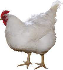Chicken For Sale and export Chicken For Sale and export