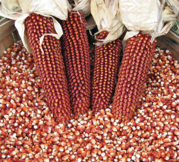 Red Maize for export — wholesale red maize supplied by Gloogal Market Red Maize for export — wholesale red maize supplied by Gloogal Market