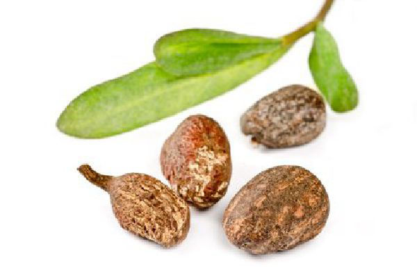 Shea Nuts for sale Shea Nuts for sale