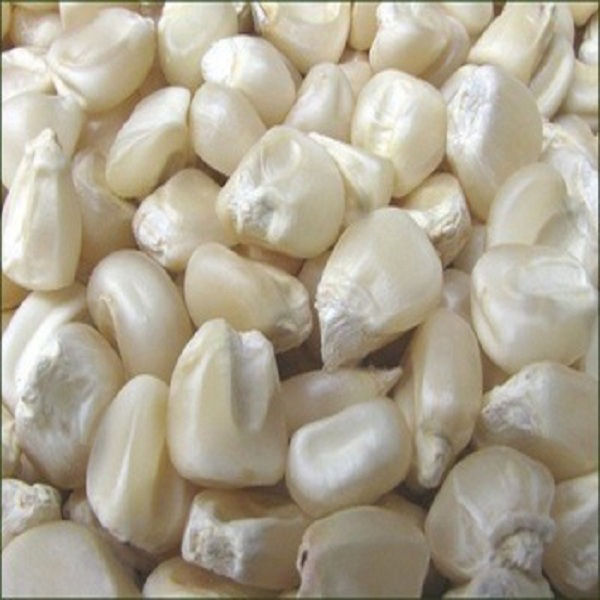 Food-grade white corn kernels for wholesale supply and export Food-grade white corn kernels for wholesale supply and export