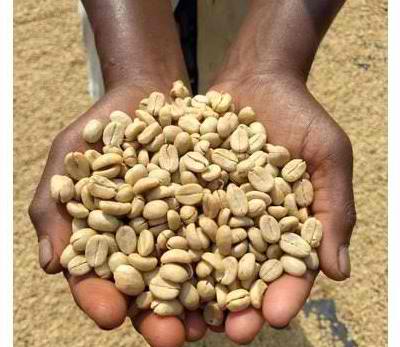 Ethiopian Harrar Arabica Green Coffee Beans for sale in Kenya Ethiopian Harrar Arabica Green Coffee Beans for sale in Kenya
