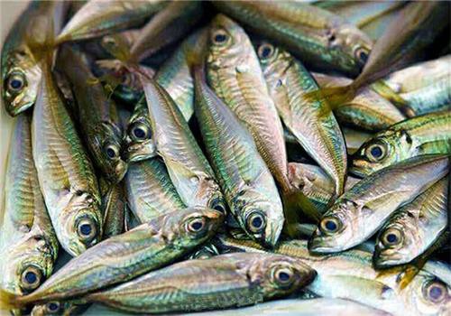 Whole horse mackerel showing characteristic silver sides and large eyes Whole horse mackerel showing characteristic silver sides and large eyes
