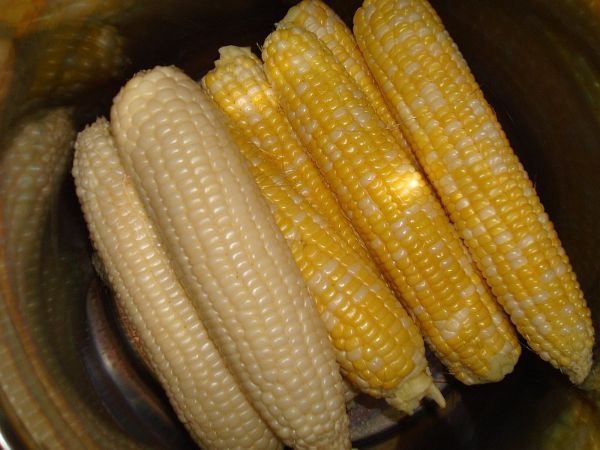 White and yellow maize cobs displayed together for product comparison White and yellow maize cobs displayed together for product comparison