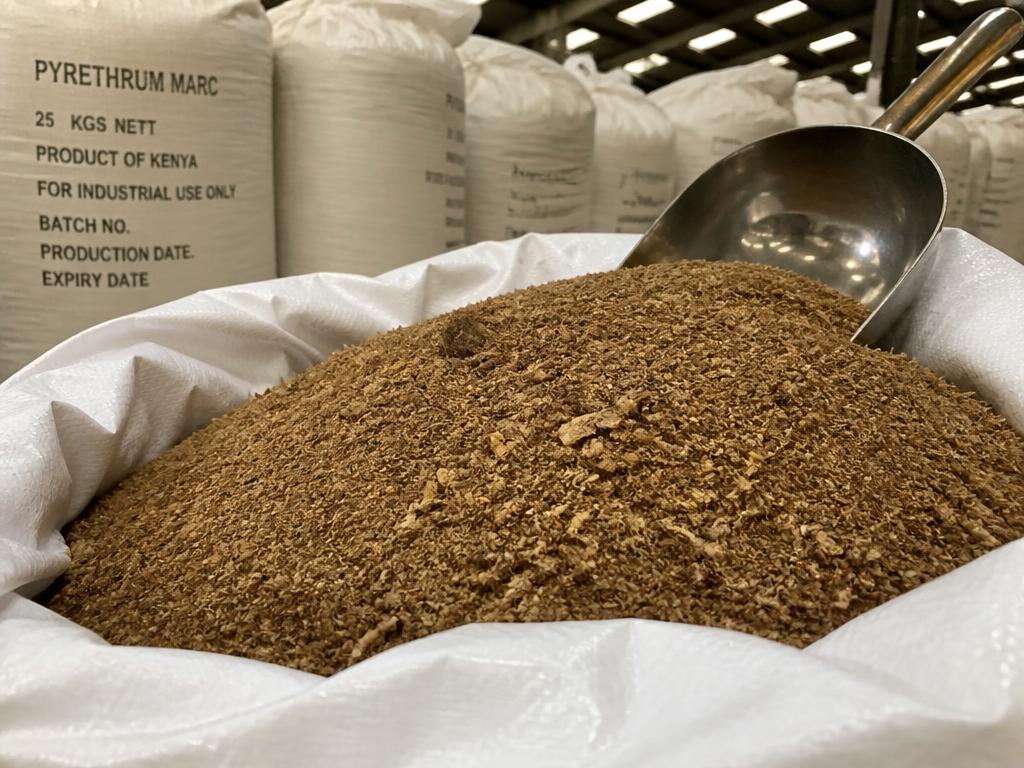 Pyrethrum Pale Refined Extract for Sale Pyrethrum Pale Refined Extract for Sale