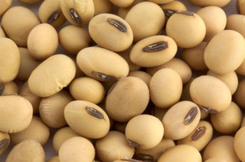Soybeans Grain for sale in bulk Soybeans Grain for sale in bulk