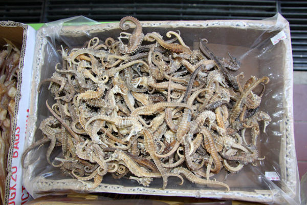Buy Dried Seahorse: Seahorse Buy Dried Seahorse: Seahorse