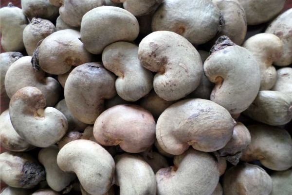 Raw Cashew Nuts For Sale Raw Cashew Nuts For Sale