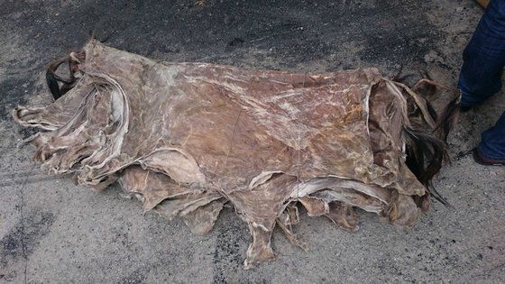 Dry Salted Donkey Skin, Frozen Donkey Meat, Donkey Hide For sale: Donkey Skins Hides and Wet Salted Cow Dry Salted Donkey Skin, Frozen Donkey Meat, Donkey Hide For sale: Donkey Skins Hides and Wet Salted Cow