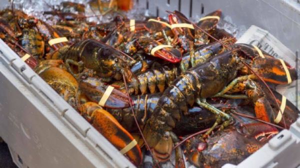 Fresh Frozen Lobsters for sale Fresh Frozen Lobsters for sale