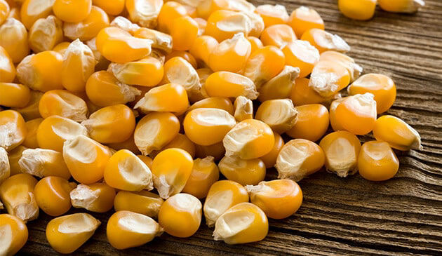 Golden non-GMO yellow corn kernels for human consumption and bulk export Golden non-GMO yellow corn kernels for human consumption and bulk export