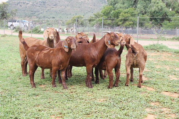 Kalahari Red Goats for export — wholesale kalahari red goats supplied by Gloogal Market Kalahari Red Goats for export — wholesale kalahari red goats supplied by Gloogal Market