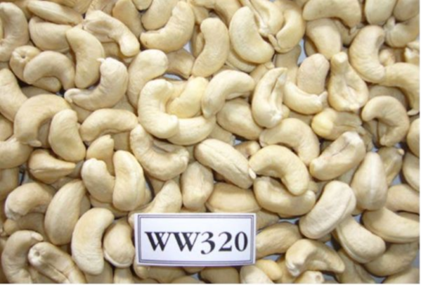 Raw Cashew Nuts WW320 for sale Raw Cashew Nuts WW320 for sale