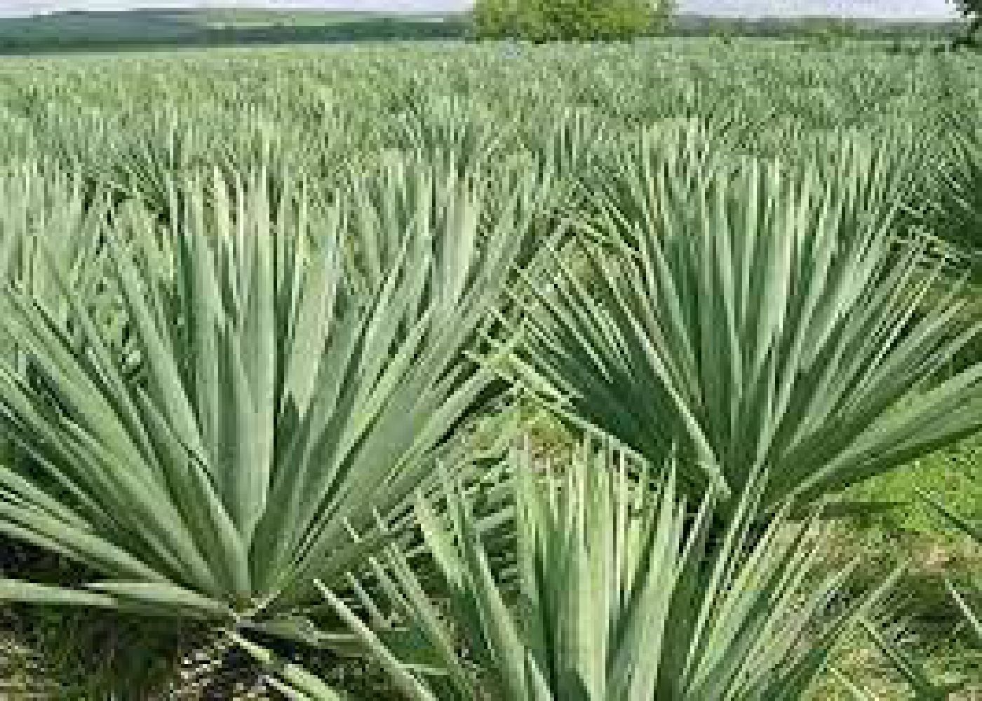 Premium Sisal Fiber Supplier: Images Premium Sisal Fiber Supplier: Images