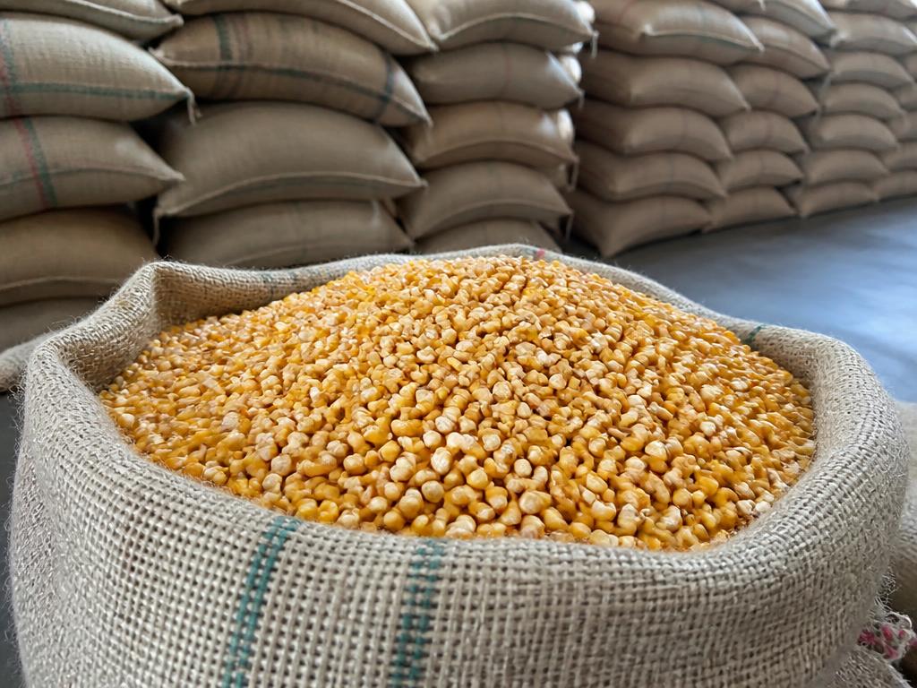 Bulk yellow corn packed in 50kg bags ready for export Bulk yellow corn packed in 50kg bags ready for export