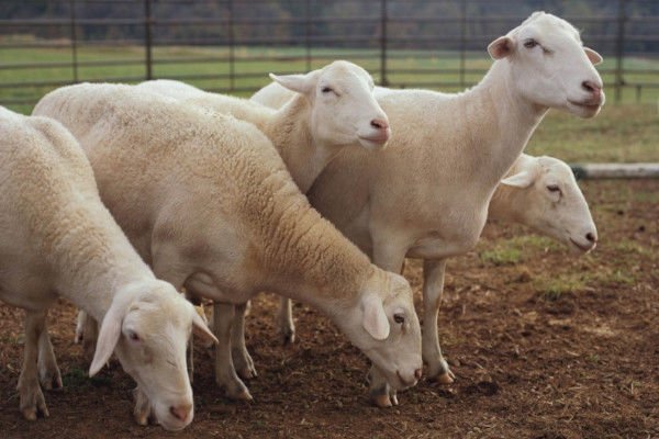 Dormer Sheep for export — wholesale dormer sheep supplied by Gloogal Market Dormer Sheep for export — wholesale dormer sheep supplied by Gloogal Market