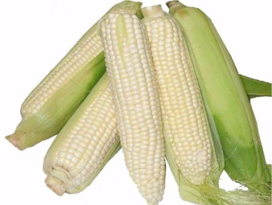 Fresh white corn cobs showing creamy white kernels and green husks Fresh white corn cobs showing creamy white kernels and green husks