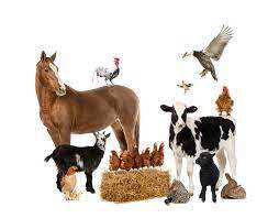 Livestock for sale in bulk Livestock for sale in bulk