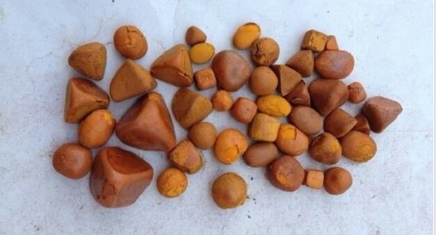 COW GALLSTONES FOR SALE COW GALLSTONES FOR SALE