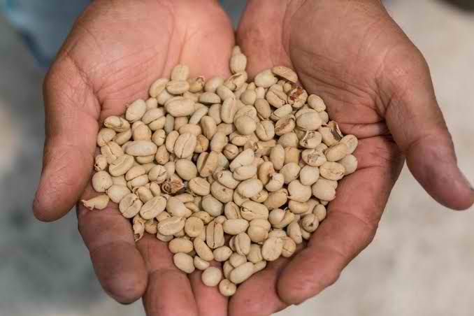 Ethiopian Yirgacheffe Green Coffee Beans for sale in Bulk Ethiopian Yirgacheffe Green Coffee Beans for sale in Bulk