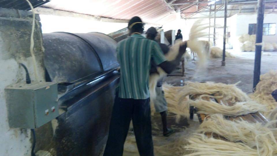Workers shaking freshly decorticated and dried sisal fiber at a Kenyan processing plant Workers shaking freshly decorticated and dried sisal fiber at a Kenyan processing plant