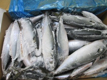 FROZEN PACIFIC MACKEREL FISH FOR SALE FROZEN PACIFIC MACKEREL FISH FOR SALE