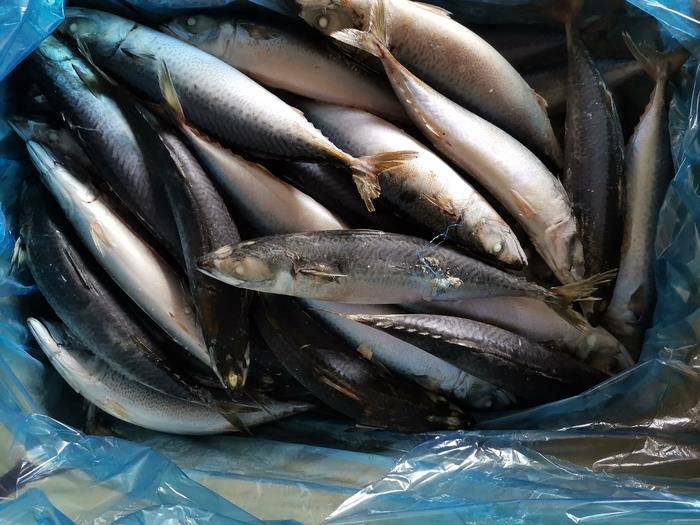 Fresh And Frozen Fish For Sale at Wholesale Prices: Frozen Pacific Mackerel Whole Round Fresh And Frozen Fish For Sale at Wholesale Prices: Frozen Pacific Mackerel Whole Round