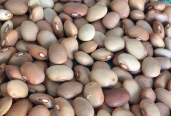 Cream Beans for export — wholesale cream beans supplied by Gloogal Market Cream Beans for export — wholesale cream beans supplied by Gloogal Market