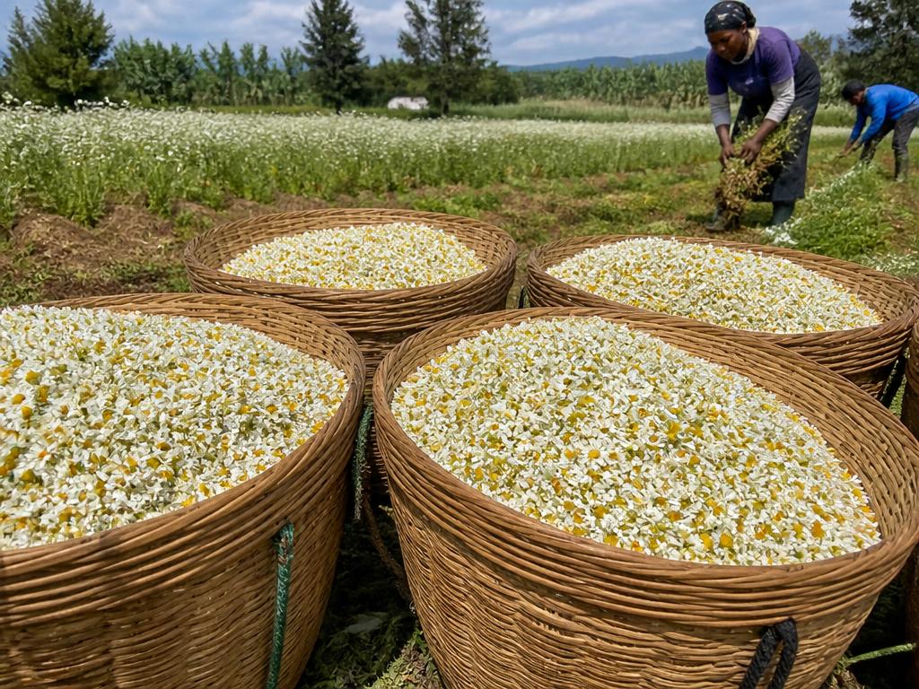 Pyrethrum Marc For sale in bulk Pyrethrum Marc For sale in bulk