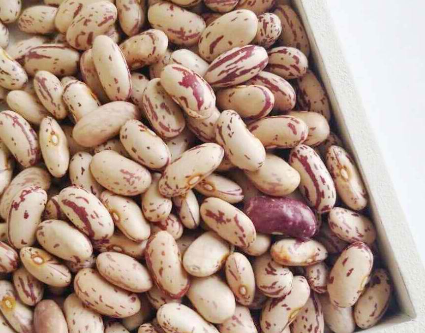 Light Speckled Kidney Beans for export — wholesale light speckled kidney beans supplied by Gloogal Market Light Speckled Kidney Beans for export — wholesale light speckled kidney beans supplied by Gloogal Market
