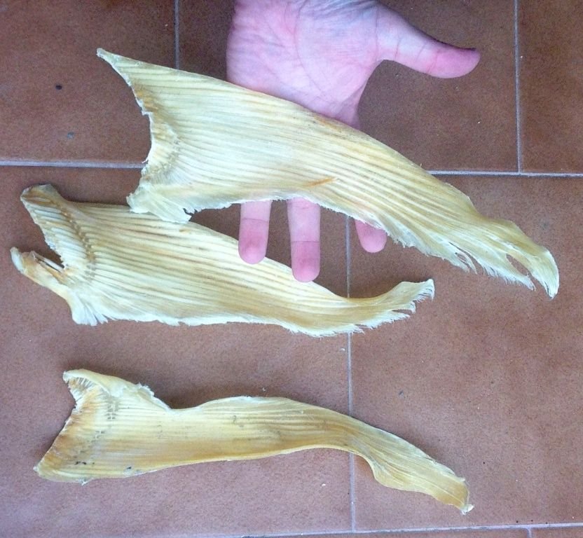 DRIED SHARK FINS FOR SALE