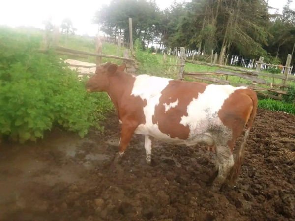 Aryshire Healthy Dairy Cows for sale