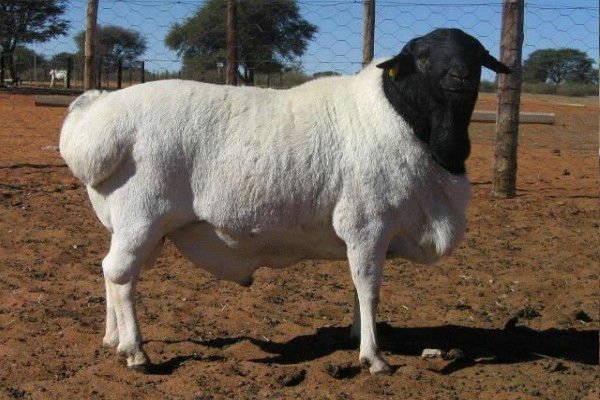 Black-headed Persian Sheep for sale in bulk