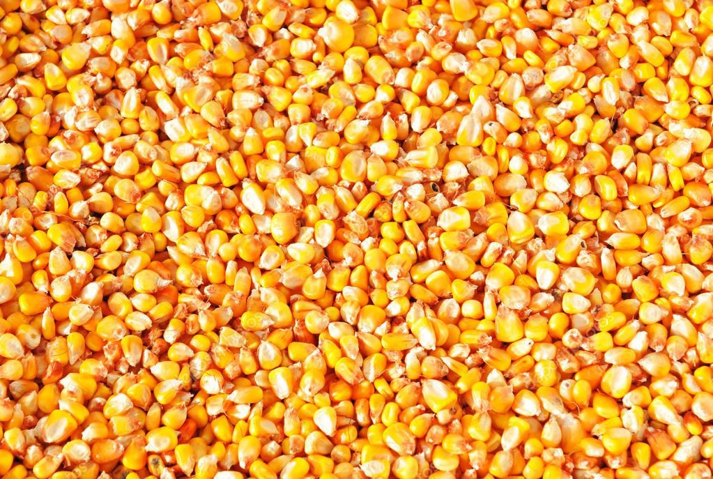 ANIMAL FEED YELLOW CORN FOR SALE