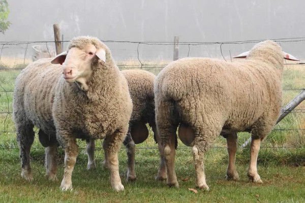 Dohne Merino Sheep For Sale and export