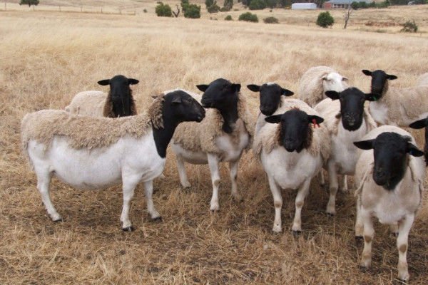 Dorper Sheep Sale and export