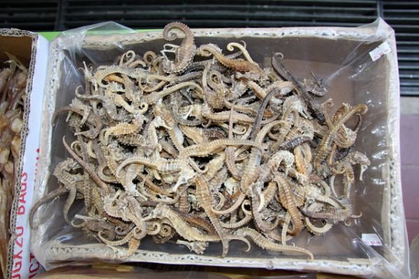DRIED SEA HORSE FOR SALE