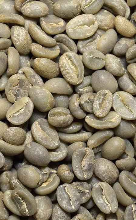 Green Coffee Beans in Kenya