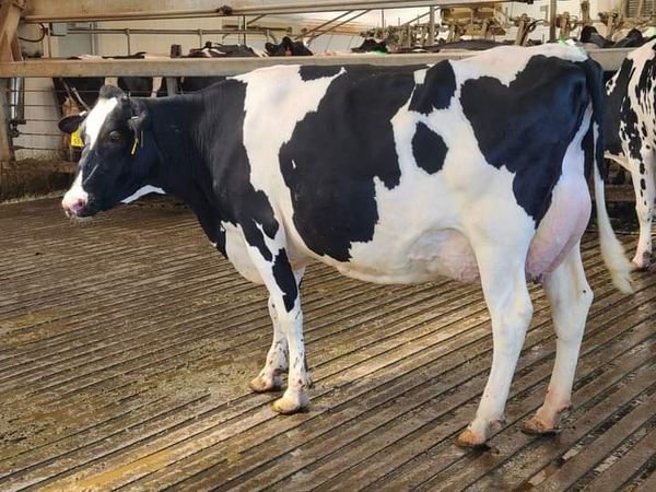 Holstein Friesian for sale