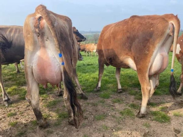 Jersey Healthy Dairy Cows for sale