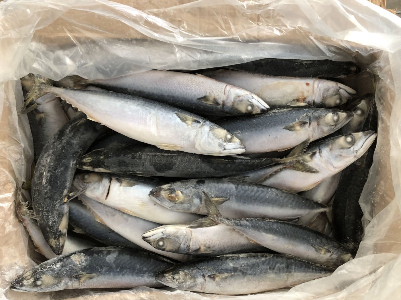 FROZEN PACIFIC MACKEREL FISH FOR SALE 