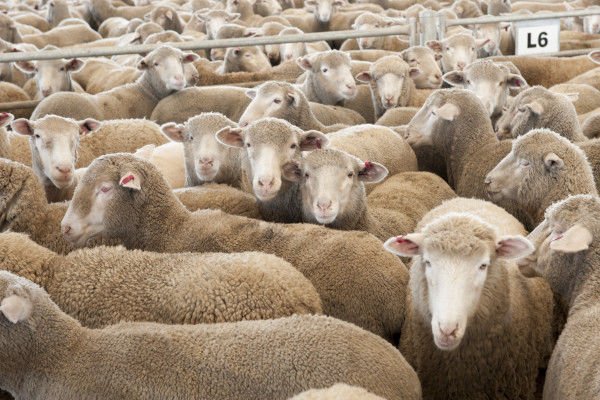 merino sheep sale in bulk