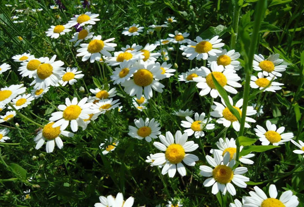 pyrethrum for sale in kenya