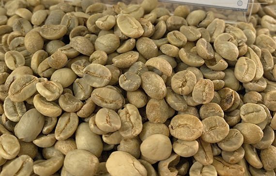 Robusta Coffee Beans Grade 1 Screen 18