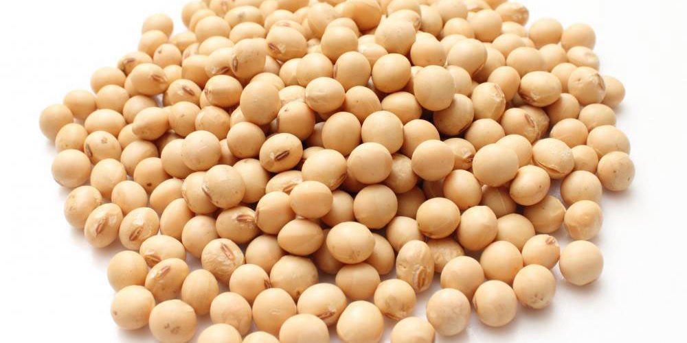 Soybean exporter and wholesale distributors