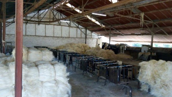 Kenyan sisal fiber for sale
