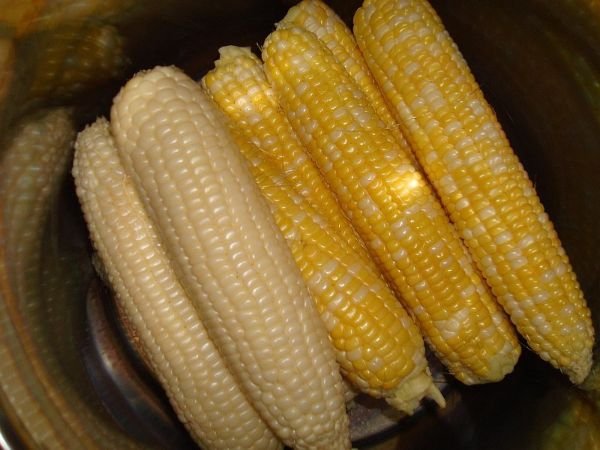 Yellow Maize for sale / White Corn for sale