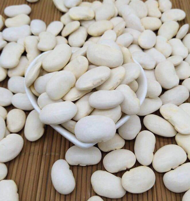 WHITE KIDNEY BEANS SEEDS FOR SALE