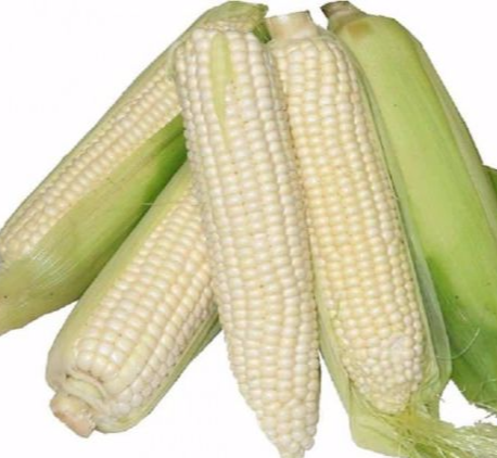 Dried White Maize exporter